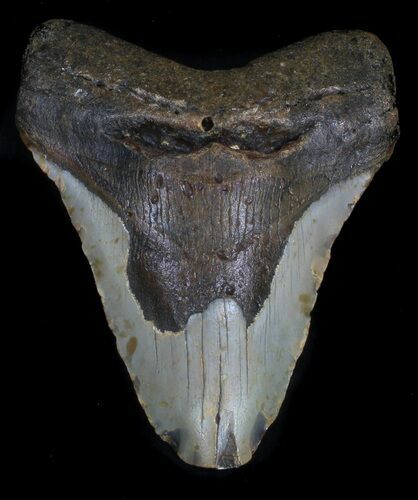 Bargain Megalodon Tooth - North Carolina #34991
